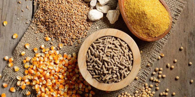 Chế độ dinh dưỡng 