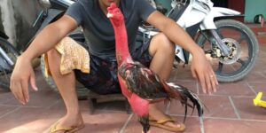 Chọn giống gà chuẩn