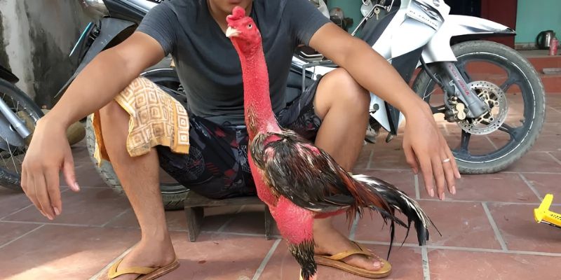 Chọn giống gà chuẩn 