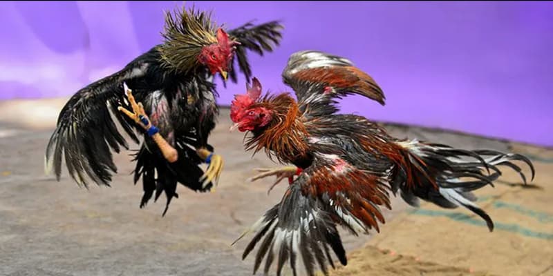 Kỹ năng đá gà đa dạng